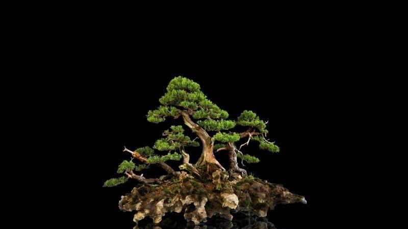 Ý nghĩa bonsai trong đời sống