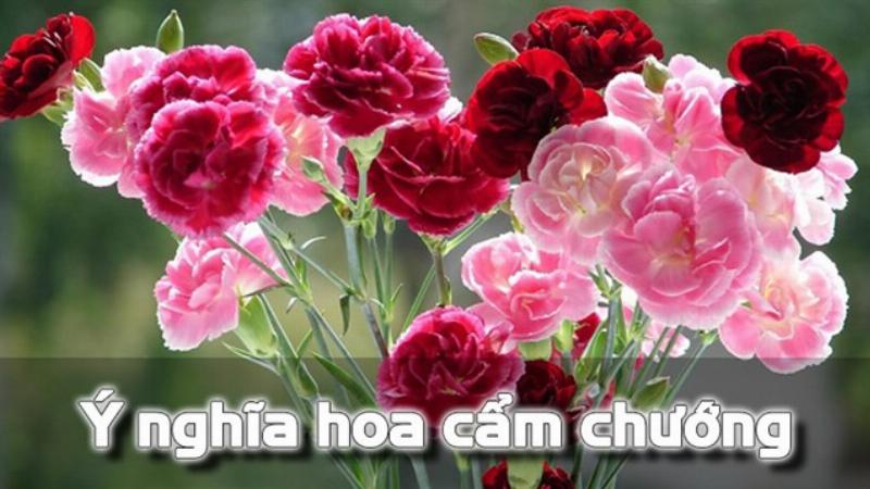 Ý nghĩa hoa cẩm chướng hồng: Nguồn gốc và lịch sử