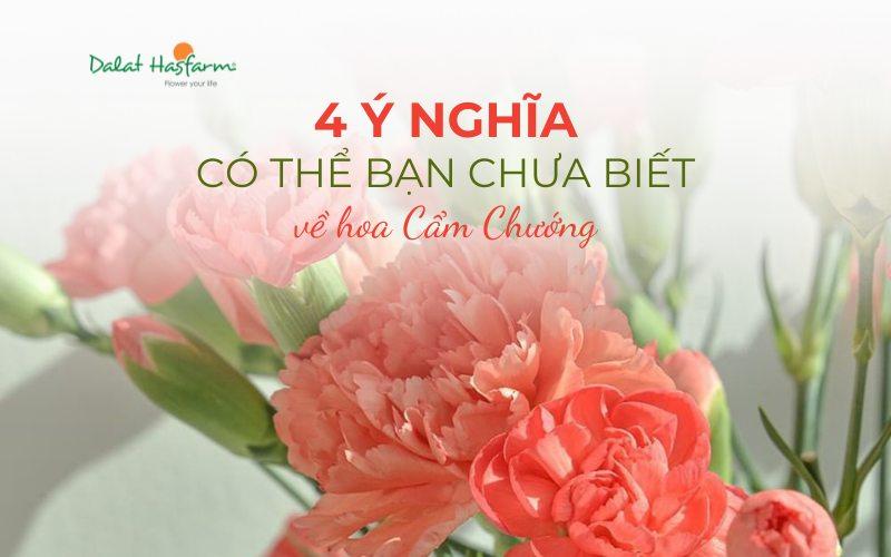 Ý nghĩa hoa cẩm chướng và hoa phăng