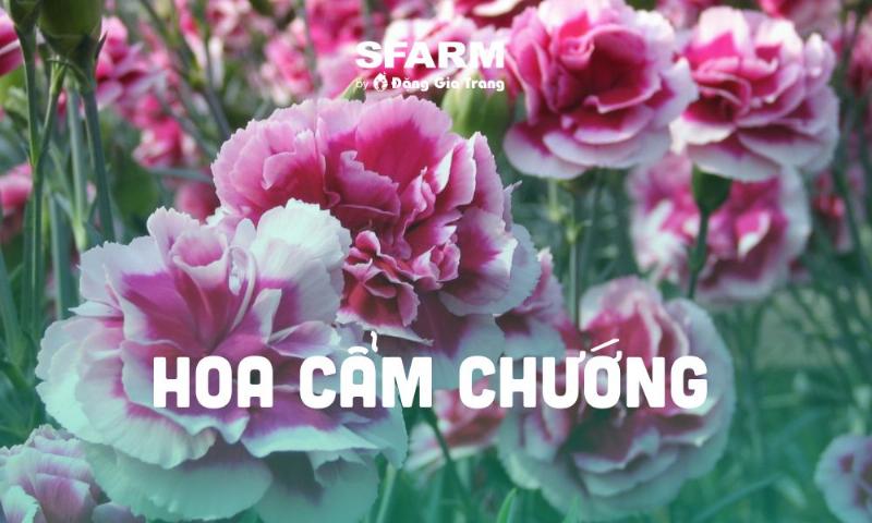 Cách trồng chăm sóc hoa cẩm chướng