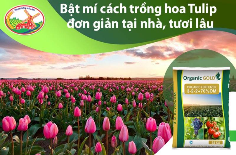 Cách trồng hoa tulip