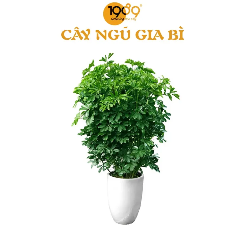 Cây ngũ gia bì trong chậu