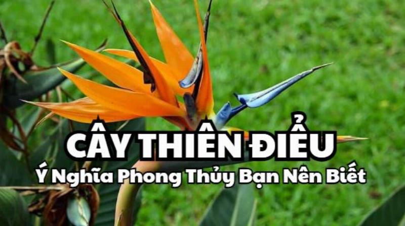 Thiên Điểu và Phong Thủy