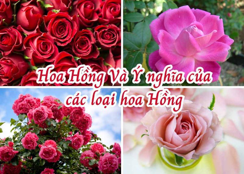 Ý nghĩa hoa hồng các màu