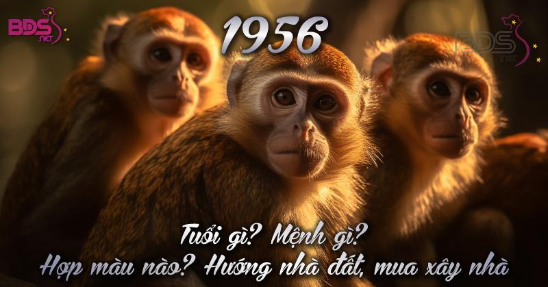 Màu Sắc Phong Thủy Hợp Mệnh Bính Thân 1956