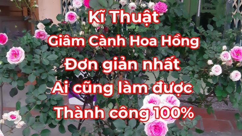 Các loại hoa hồng giâm cành