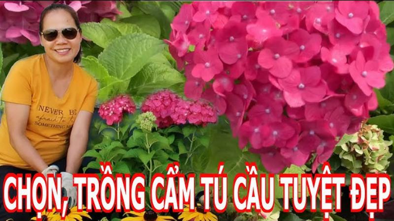 Hướng dẫn cách trồng và chăm sóc cẩm tú cầu