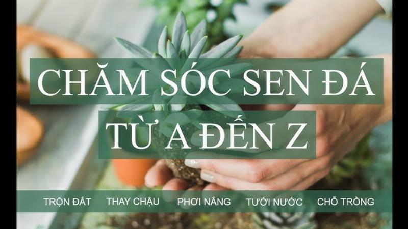 Cách trồng và chăm sóc sen đá