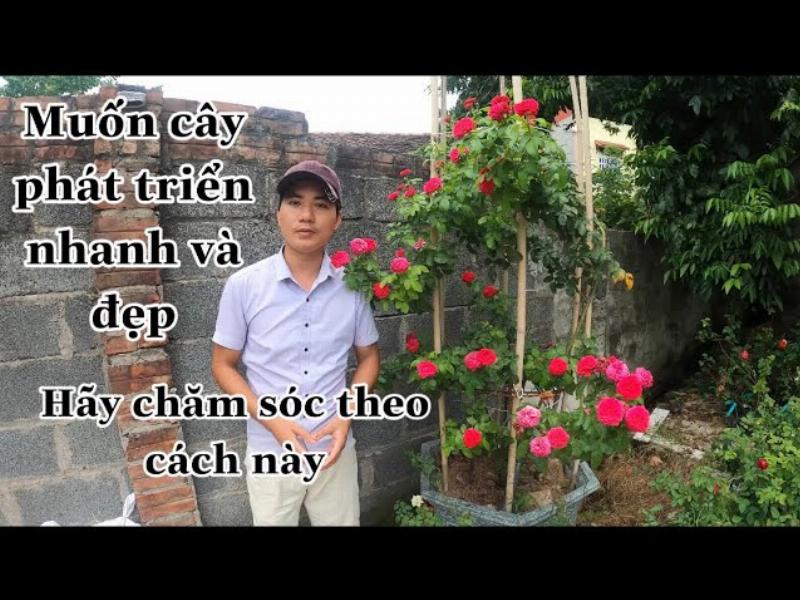 Cách trồng và chăm sóc hoa hồng