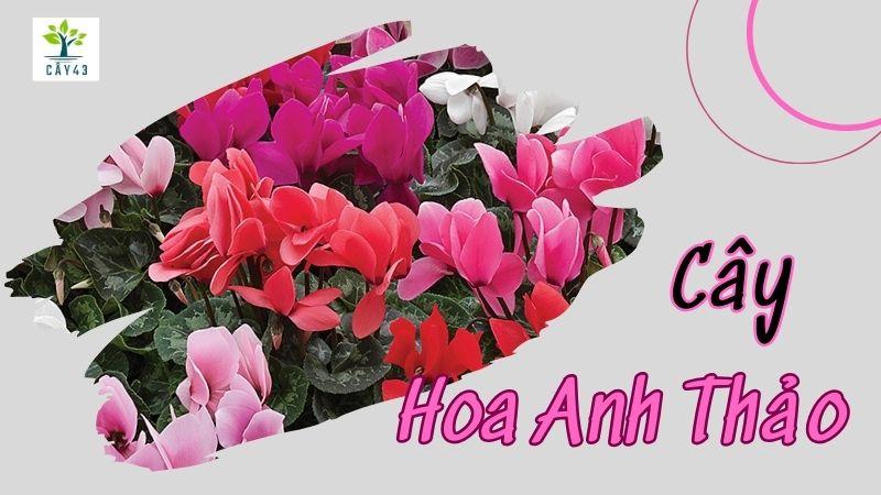 Hoa ngọc thảo trang trí nhà cửa, tạo không gian tươi mới