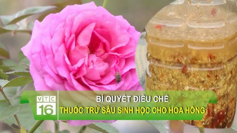 Phòng trừ sâu bệnh hoa hồng