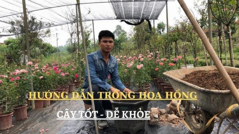 Trồng hoa hồng trong chậu