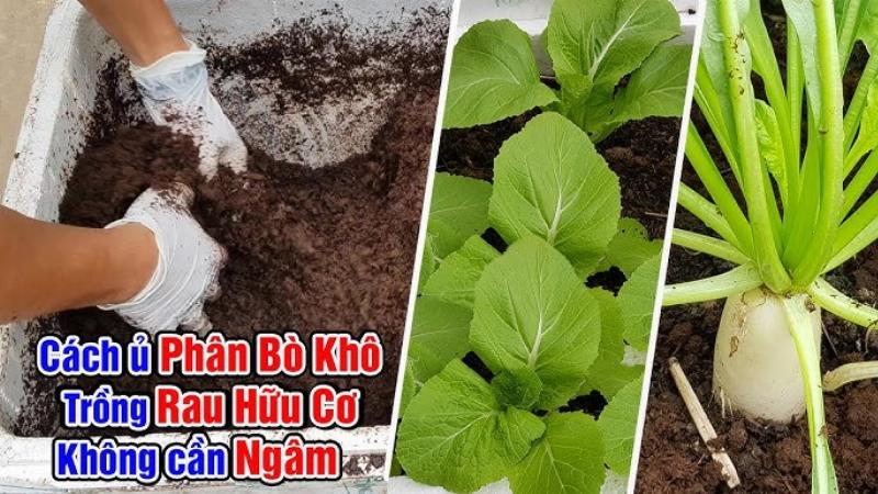 Ủ phân bò hiệu quả