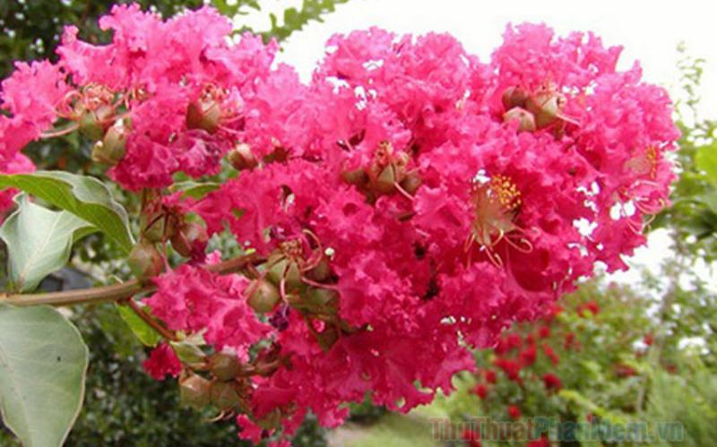 Hình ảnh hoa tulip vàng rực rỡ trong nắng sớm