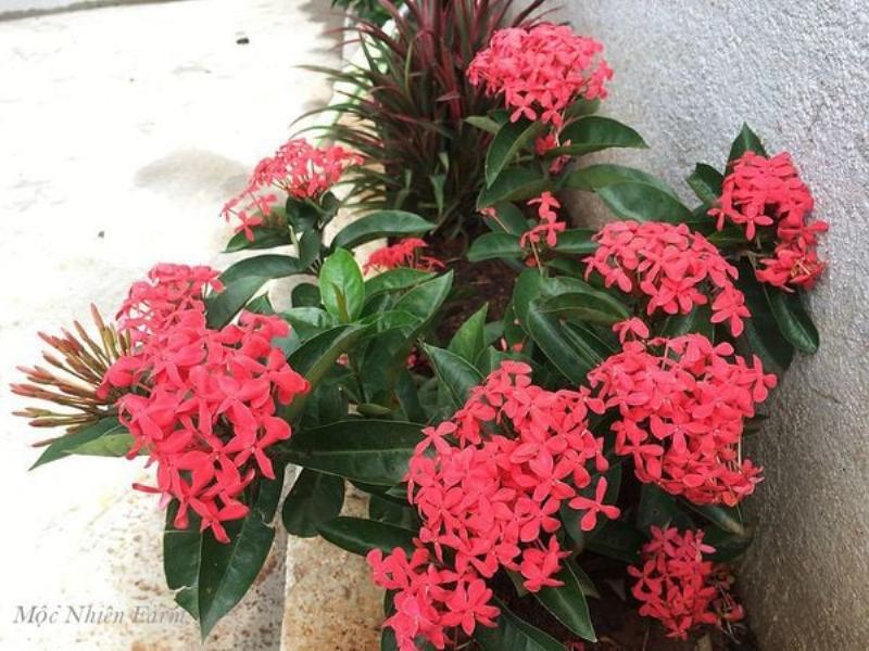 Phân loại hoa tulip vàng theo hình dáng và kích thước