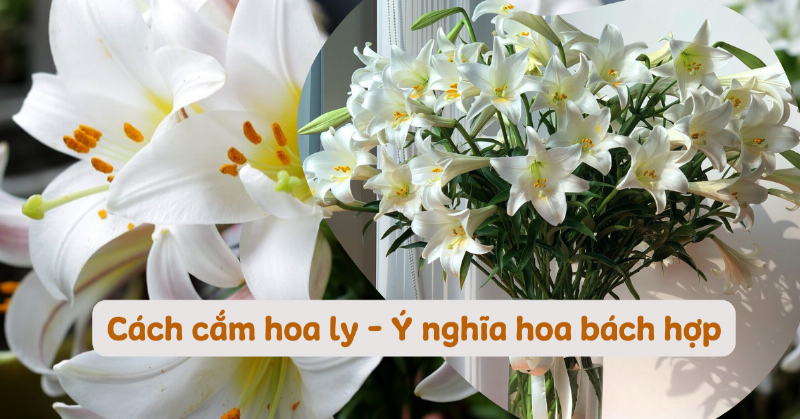 Hình ảnh một bó bách thủy tiên cắt cành được cắm trong bình nước sạch trên bàn, thể hiện cách bảo quản đúng.