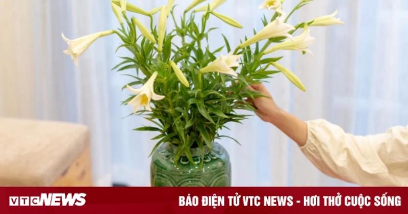 Cách bảo quản hoa loa kèn tươi lâu hơn