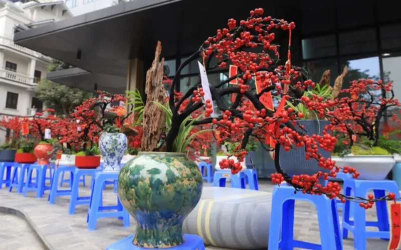 Bình đào đông đẹp trồng trong chậu