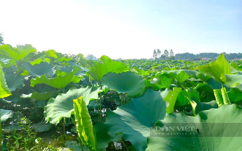 Hình ảnh cận cảnh bông hoa sen đang nở rộ với nhiều lớp cánh hồng tuyệt đẹp