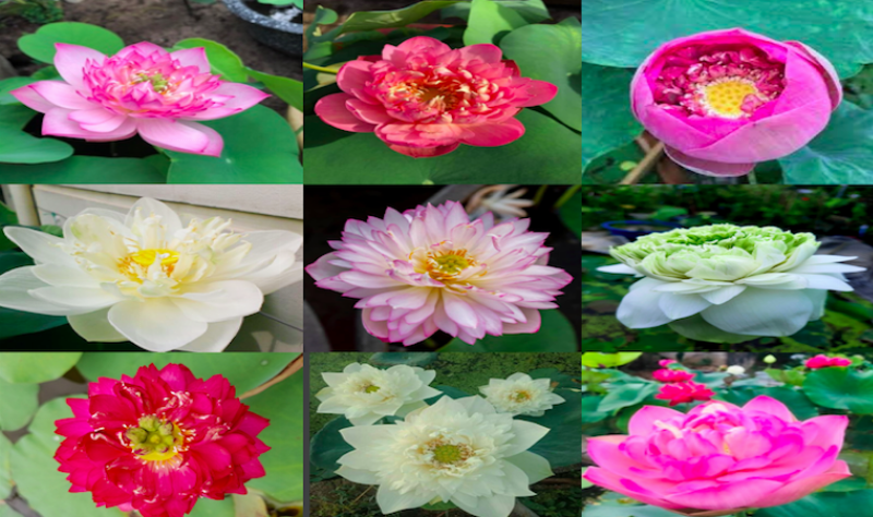Các loại cánh hoa sen