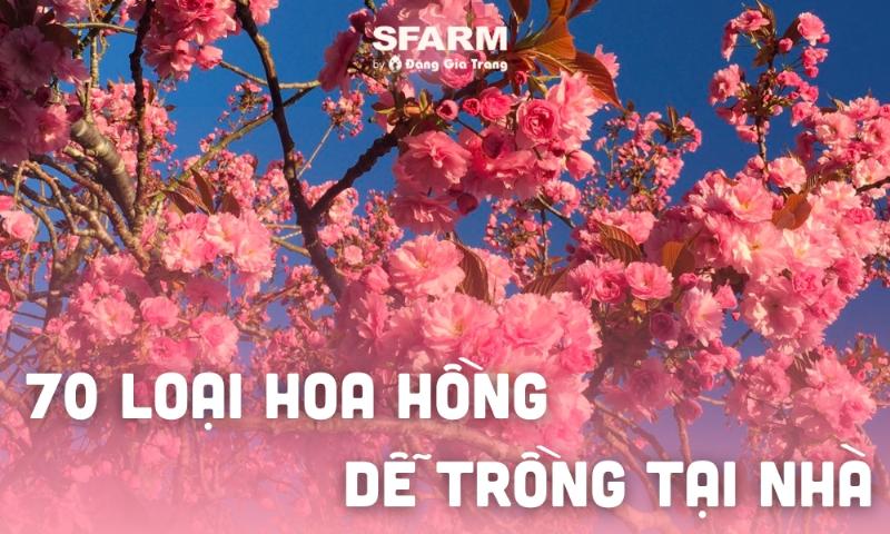 Bộ sưu tập các loại hoa hồng hồng khác nhau, từ bông lớn của Hybrid Tea đến chùm bông nhỏ của Floribunda, thể hiện sự đa dạng về hình dáng và kích thước