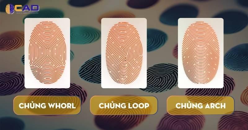 Minh họa các loại vân tay khác nhau, tập trung vào vân xoáy (hoa tay) và vân sóng (vân núi) để phân biệt rõ ràng.