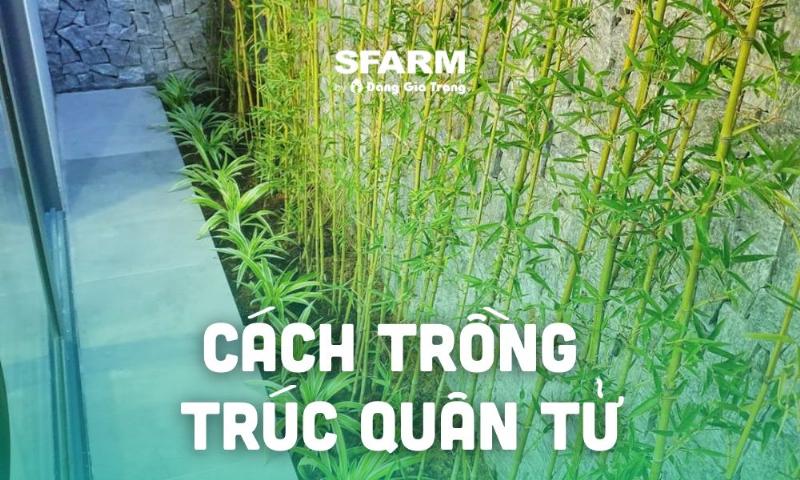 Kỹ thuật cắt tỉa cây trúc quân tử giúp cây gọn gàng và phát triển khỏe mạnh.