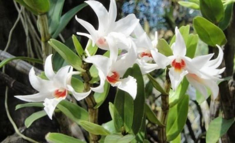 Người đang tưới nước cho chậu cây nhất điểm hoàng đặt trên ban công đầy nắng