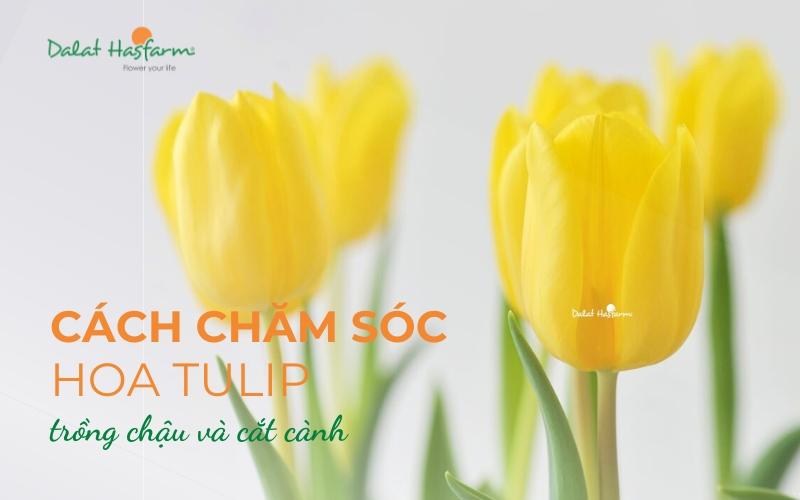 Một người đang cắm và chăm sóc hoa tulip cắt cành trong bình nước, thể hiện bí quyết giữ hoa tươi lâu.