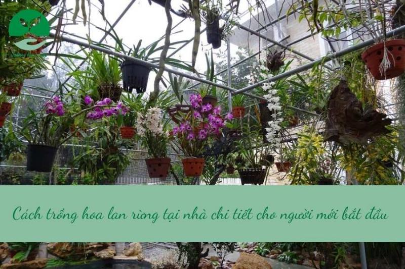 Cách trồng cây hẹ chi tiết từng bước cho người mới bắt đầu.