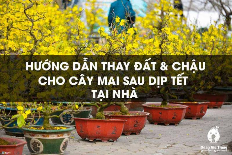 Một chậu hoa hồng hồng đang nở rộ được trồng trong chậu đất nung, đặt ở vị trí nhiều nắng, thể hiện kỹ thuật trồng và chăm sóc đúng cách