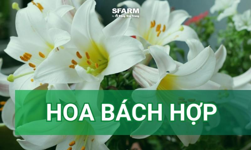So sánh cấu tạo cơ bản của ba loại hoa khác nhau (ví dụ: hoa hồng, hoa loa kèn, hoa cỏ) để làm nổi bật sự tương đồng và khác biệt trong các bộ phận