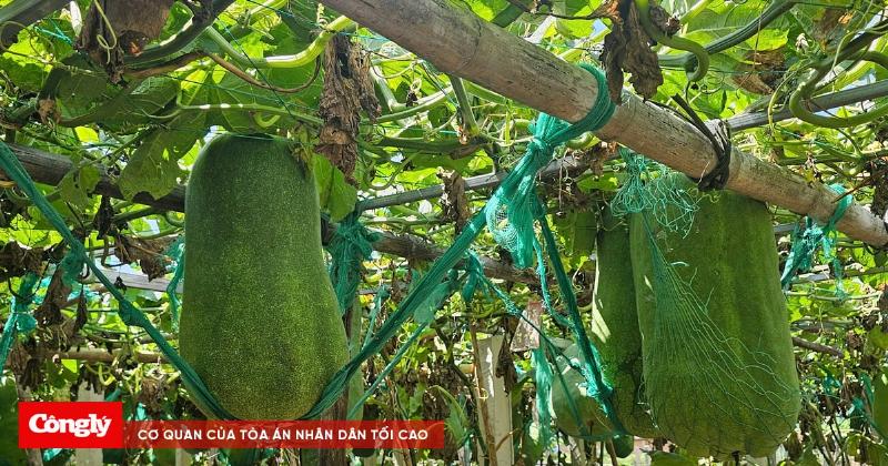 Cây bí đao (winter melon) đang leo trên giàn, thể hiện sự vươn mình mạnh mẽ và tiềm năng kết trái