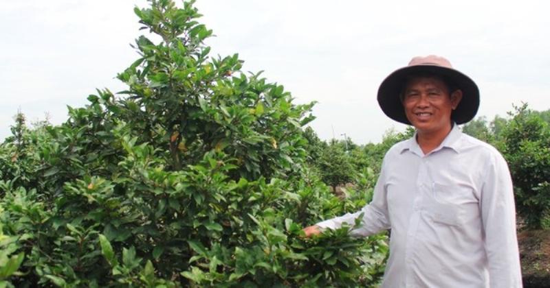 Cây mai vàng miền Bắc đang được chăm sóc chuẩn bị đón Tết Nguyên Đán