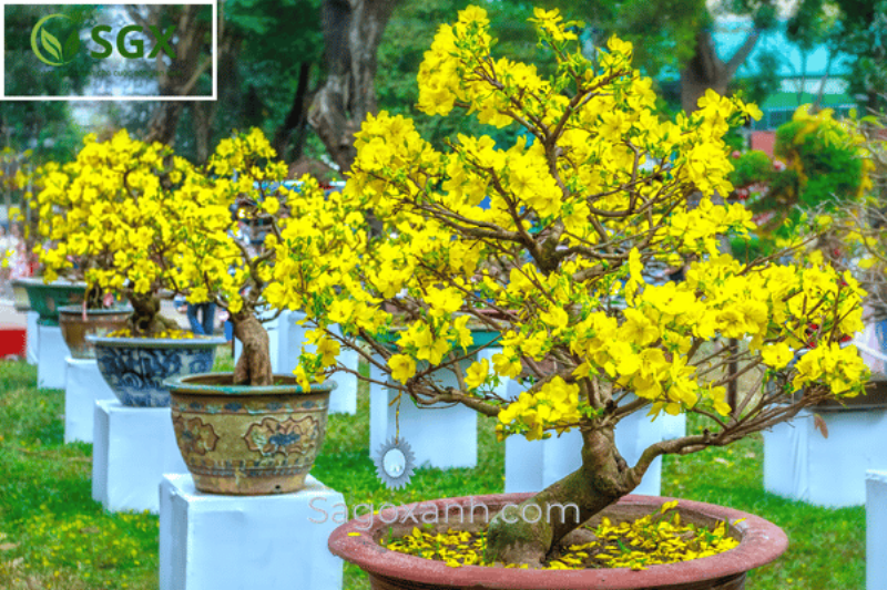 Cây mai vàng miền Bắc nở rộ rực rỡ đón Xuân về