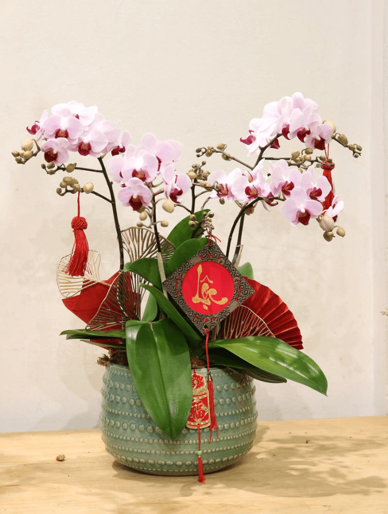Hướng dẫn cách chăm sóc hoa lan hồ điệp vàng tại nhà để giữ hoa tươi lâu và cây khỏe mạnh