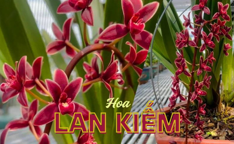Khu vực trồng lan kiếm lô hội với lưới che nắng, đảm bảo ánh sáng tán xạ và thông gió tốt