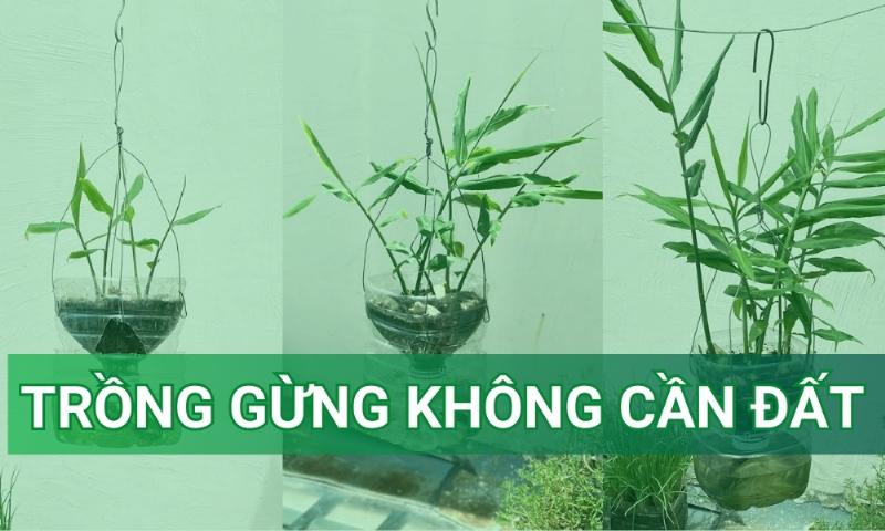 Hình ảnh người làm vườn đang kiểm tra chất lượng đất và chọn loại phân vi sinh phù hợp, thể hiện quá trình lựa chọn thông minh