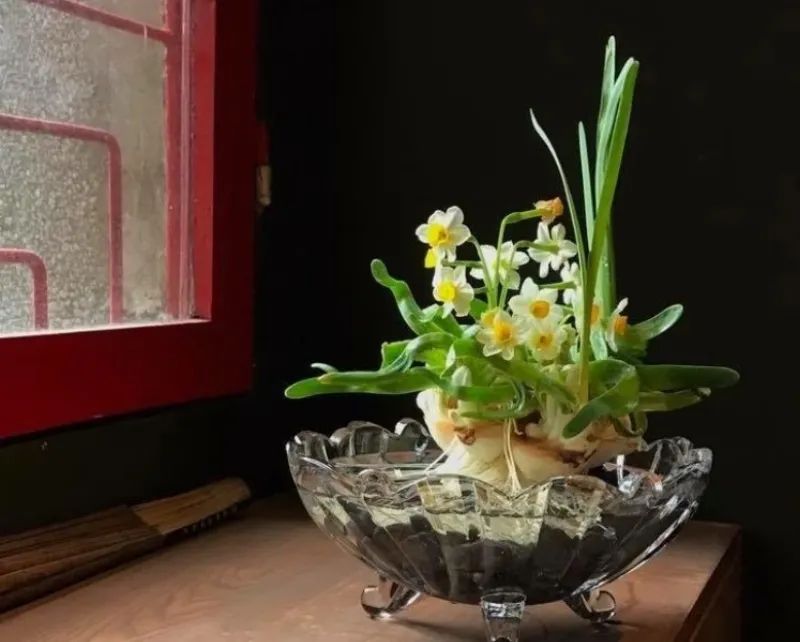 Hình ảnh một nghệ nhân đang tỉ mỉ chăm sóc hoặc gọt củ bách thủy tiên, thể hiện sự chuyên nghiệp và kinh nghiệm.