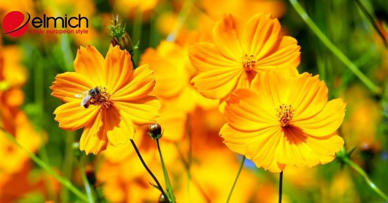 Tìm hiểu đặc điểm nhận dạng chi tiết của bông sao nhái, cánh bướm phổ biến