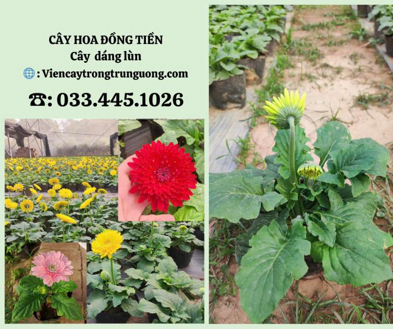 Hinh anh can canh dac diem canh va nhuy cua bong hoa dong tien bao gom hai dang don va kep
