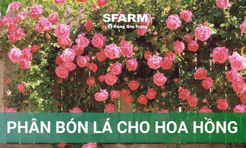 Dat trong cay canh chuyen dung cho hoa hong, giau dinh duong va thoat nuoc tot, giup hoa no dep.