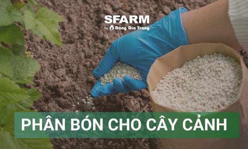 Dat trong cay canh chat luong tot la nen tang quan trong cho cay phat trien khoe manh va ra hoa dep.