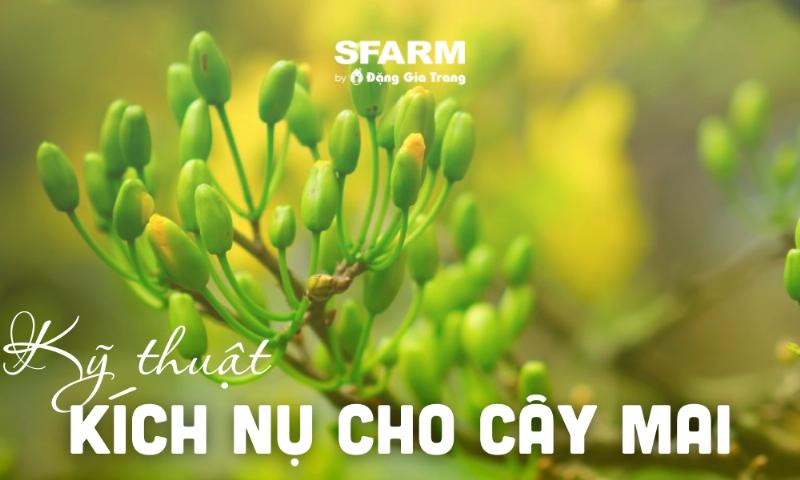 Dấu hiệu nụ hoa mai vàng sắp nở đúng dịp Tết Nguyên Đán