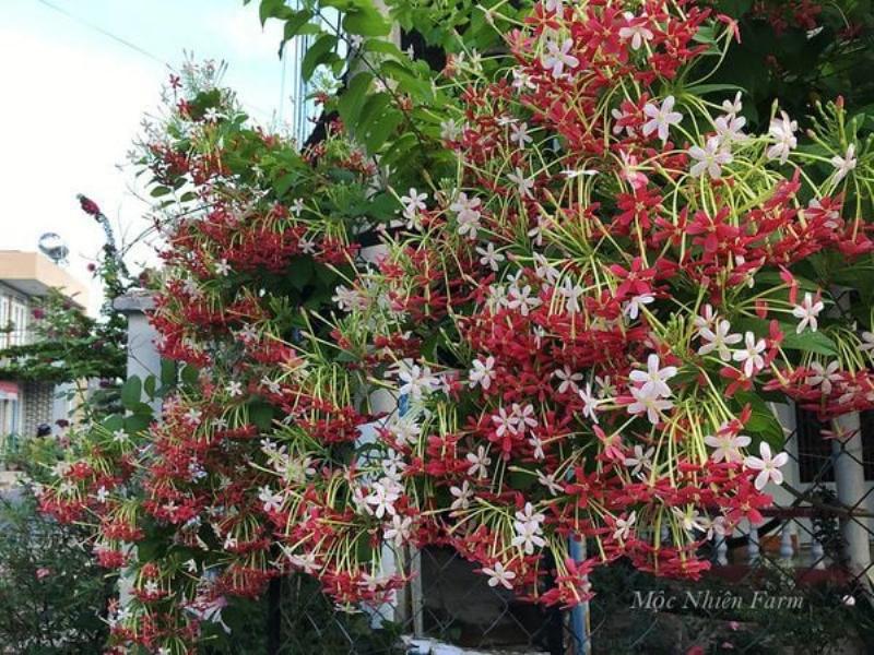 Giàn leo hoa sử quân tử nở rộ khoe sắc, tượng trưng cho sức sống và sự sung túc.