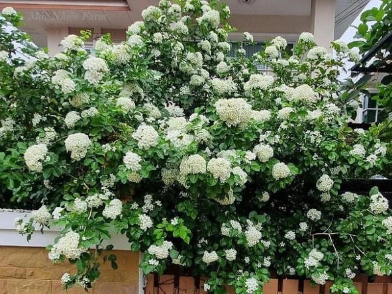 Chum hoa trang thom cua cay nguyet que Murraya paniculata pho bien o Viet Nam