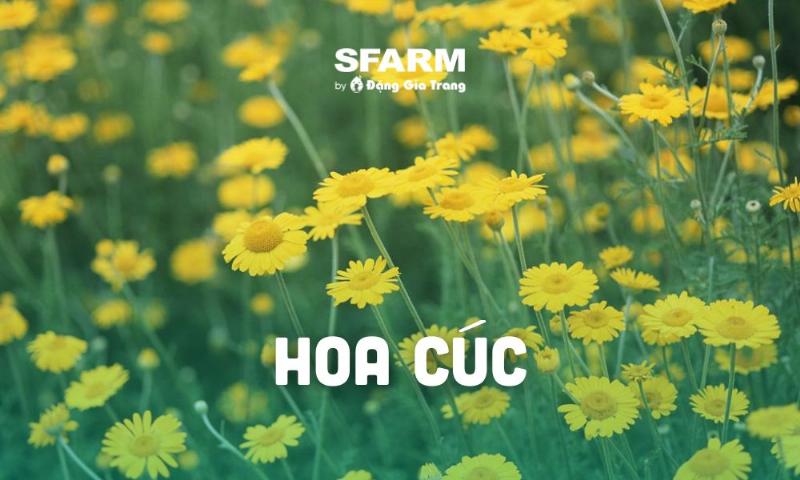 Những bông hoa cúc rực rỡ, khỏe mạnh trong vườn, tượng trưng cho hiệu quả của chế phẩm EM.
