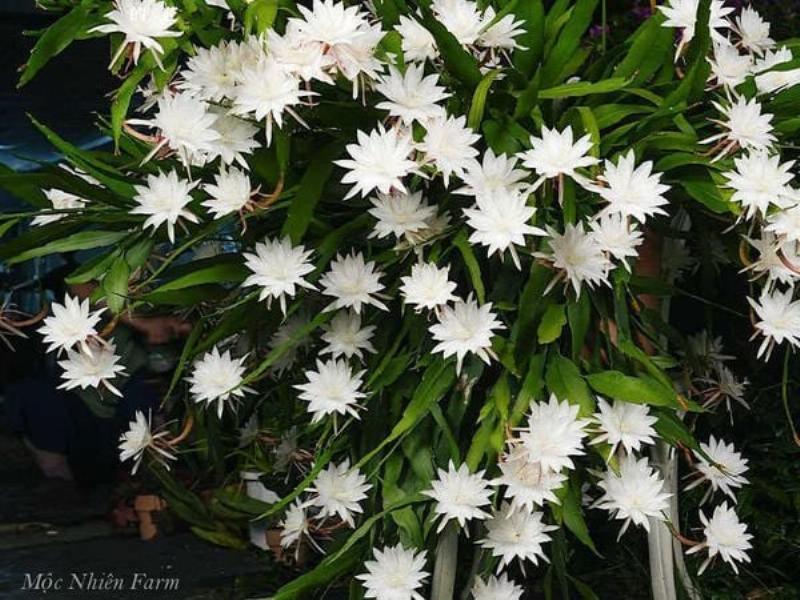 Hoa quỳnh trắng nở rộ dưới ánh trăng tròn đêm trung thu