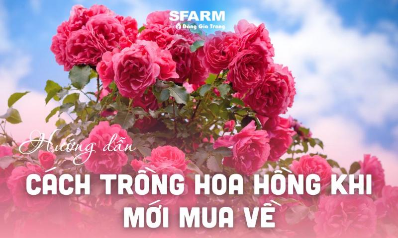 Bảng hướng dẫn chi tiết cách chăm sóc hoa tươi sau khi mua về