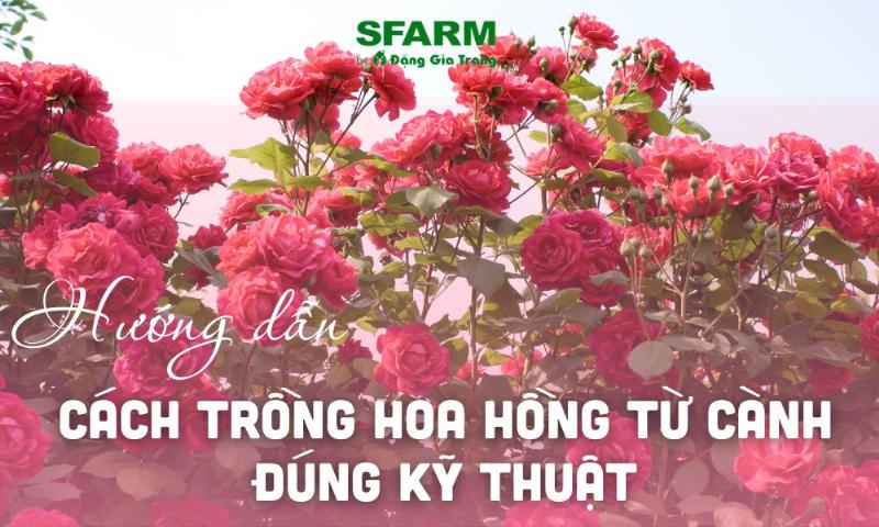 Hướng dẫn giâm cành hoa hồng từng bước